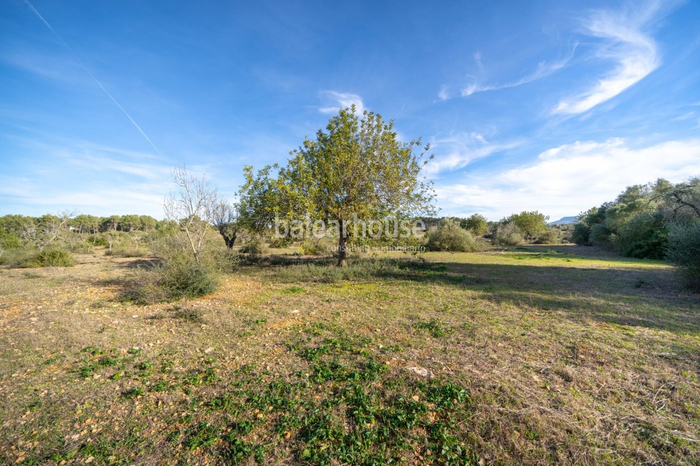 Large plot in Algaida surrounded by nature in an exceptional central Mallorca location.