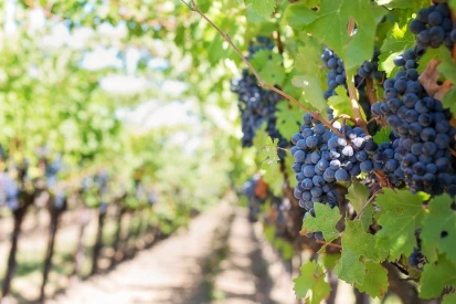 Wine in Mallorca