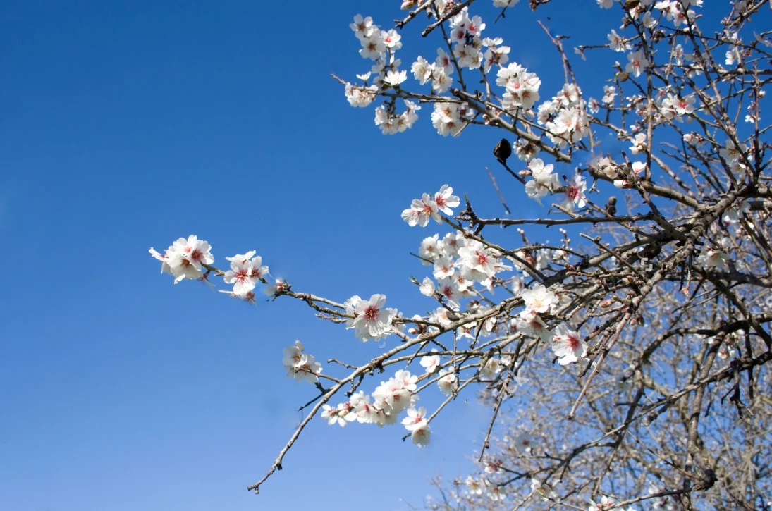 Feria de la Flor de Almendra en Son Servera