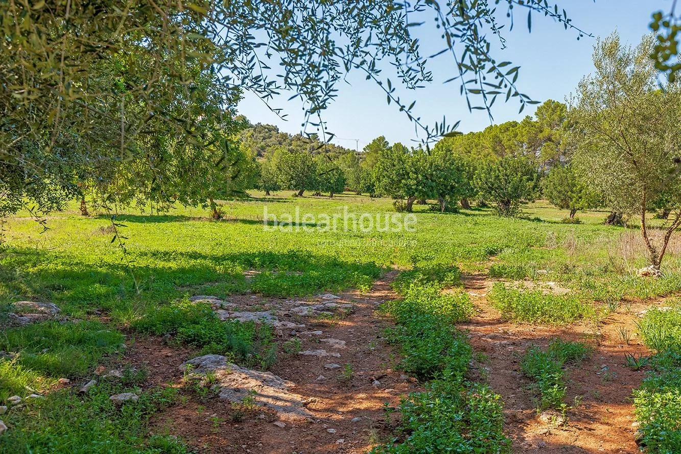 Extenso solar con viñedos, colinas, bosque natural y vistas panorámicas a la Serra de Tramuntana en Bunyola